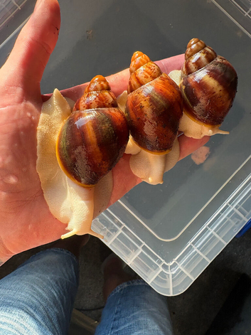 Archachatina Rhodostoma albino