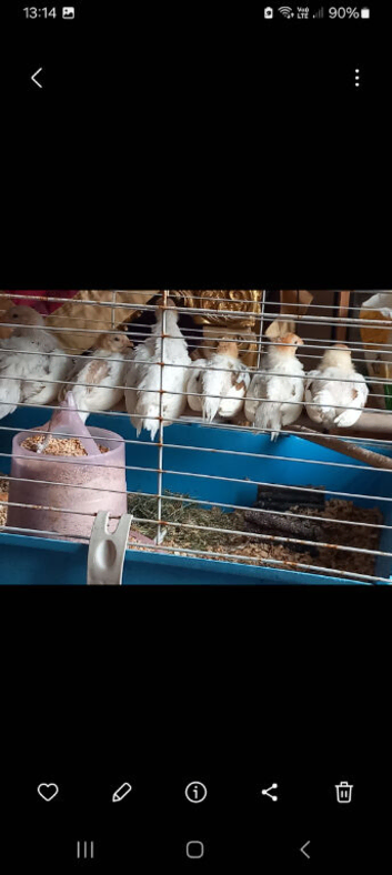 Yokohama ornamental game birds