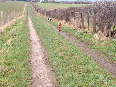 Yorkshire Coast Dog Walking Service