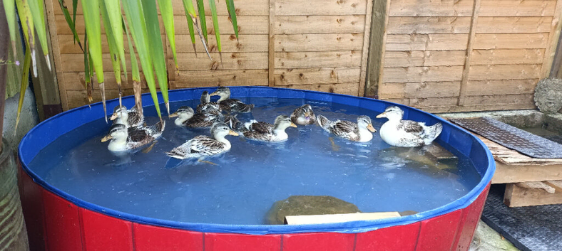 Ducks