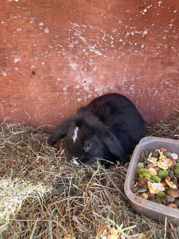 2x bonded mini lop girls
