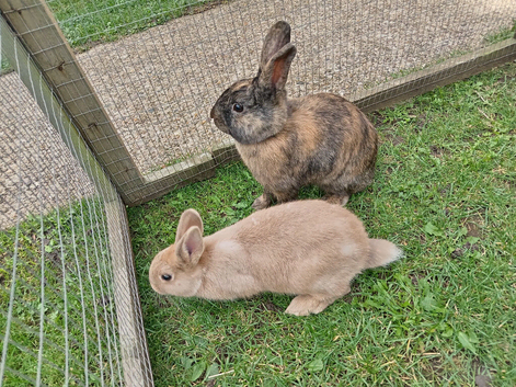 Reduced: 2 bucks 15wk old