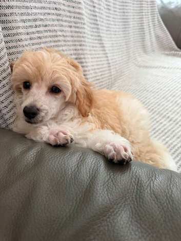 Maltese x havenese X poodle