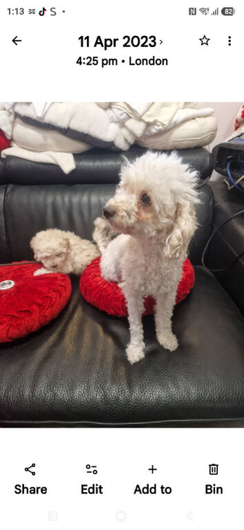 Beautiful Toy Poodle Girl