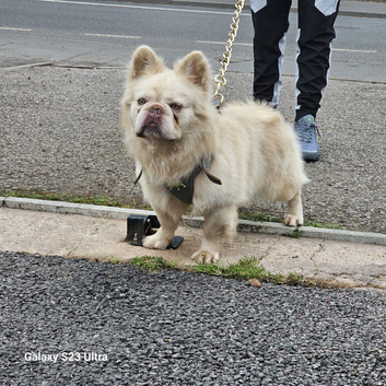 Gizmo fluffy frenchie stud only