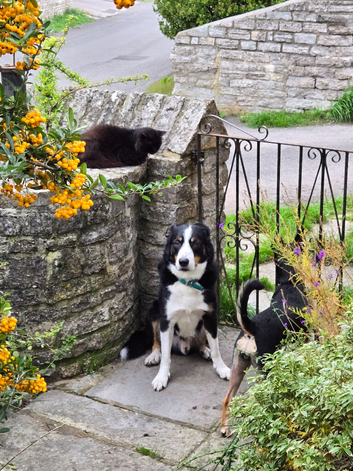 Stephen's Dog Walking & Pet Sitting Services