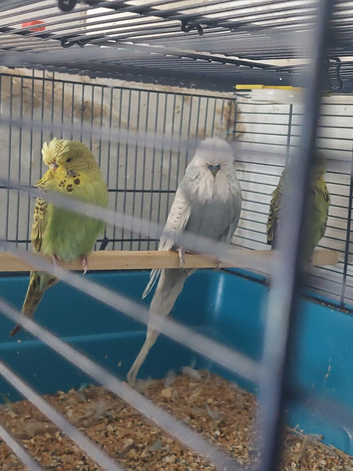 10 Budgerigars