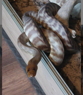Woma python CB18