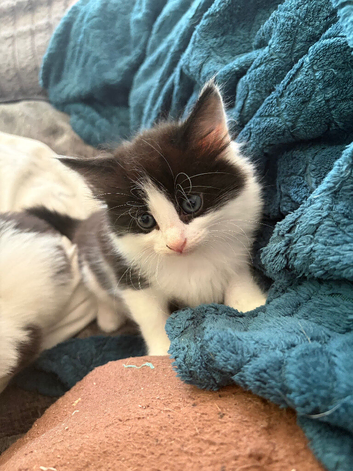 Boy kittens