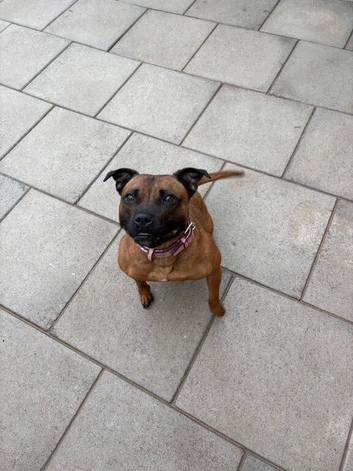KC Registered Red/Brindle Black Staffy Puppies