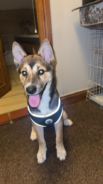 Husky X Akita