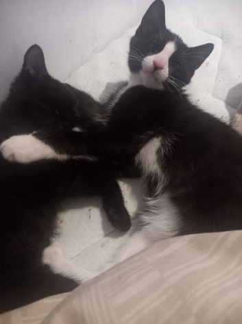 2 kittens left!!