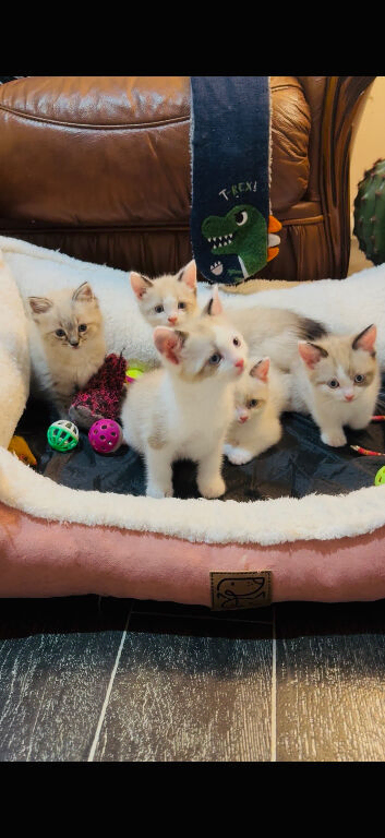 5 mixed ragdolls