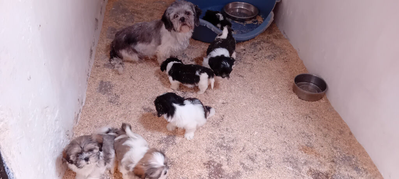 Lhasa X shihtzu pups