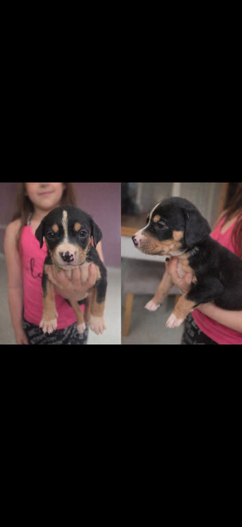 American Bulldog x Staffie x Beagle/Bloodhound Puppies &ndash; Both Parents Family Pets
