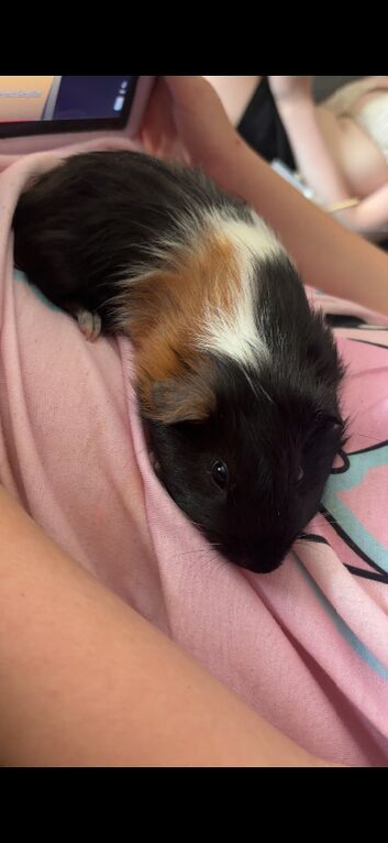 2 males guinea pigs for sale