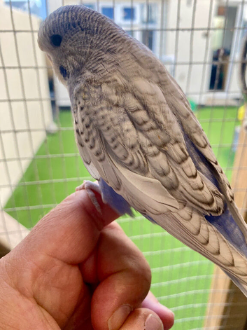 Baby budgie