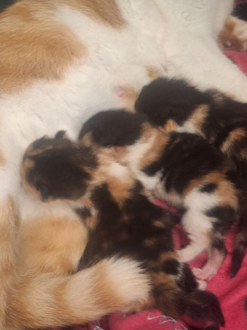 3 beautiful kittens