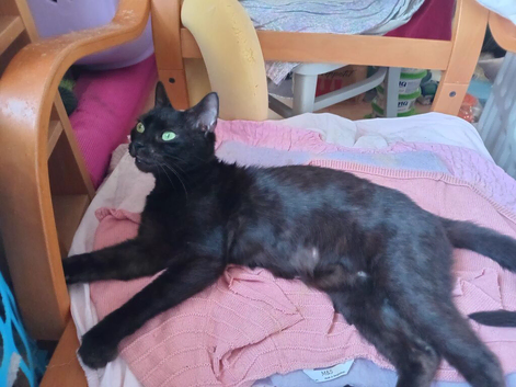 burmese female adult gentle cat