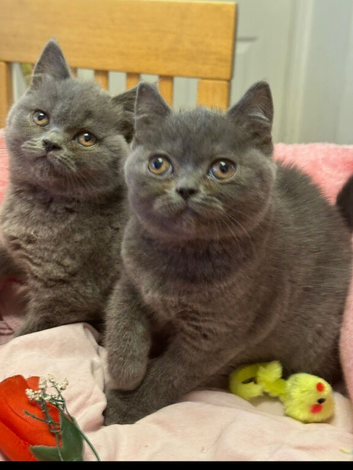 British Pedigree Blues 3 Males also White l male