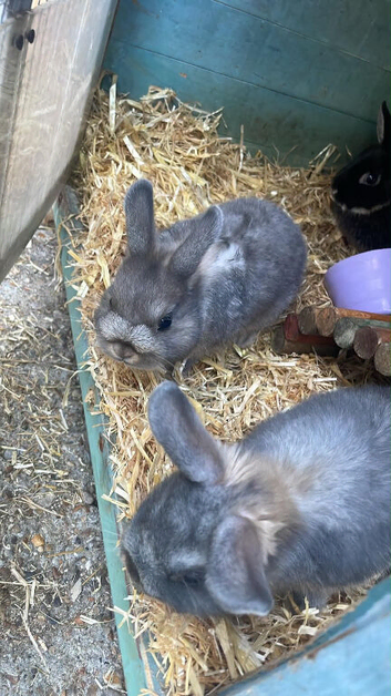 Beautiful bunny&rsquo;s