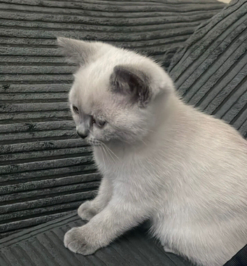 Beautiful grey and white British Shorthair / Scottish Fold kitten