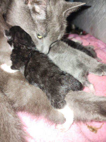 Russian blue mix