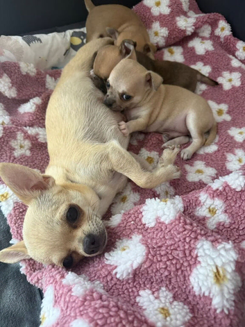 Gorgeous Chihuahua Puppies The Perfect Little Companions
