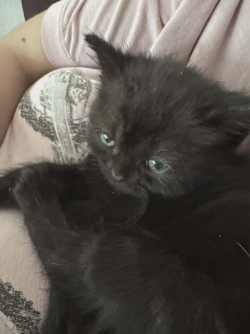 Adorable Kittens Looking for Their Forever Homes
