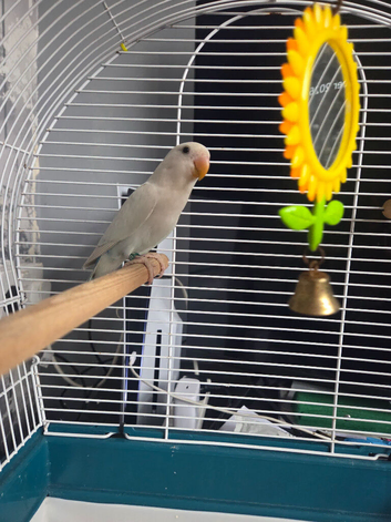Young lovebirds for sale cardiff