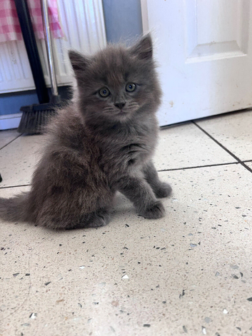 British short hair kittens