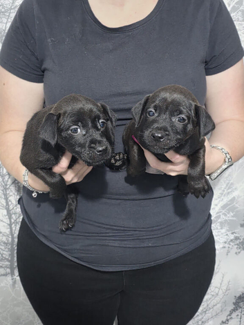 Last 2 Patterdale Puppies