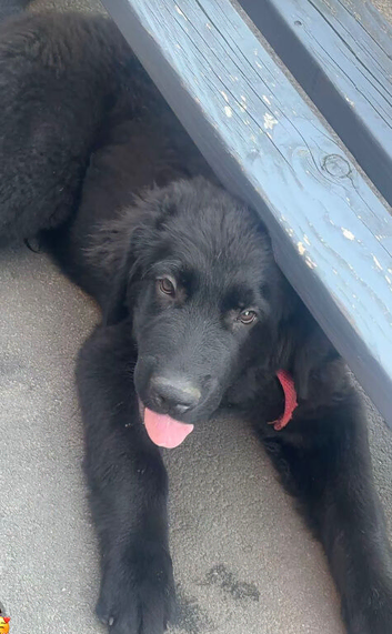 German shepherd cross Newfoundland