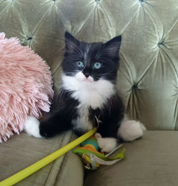 Beautiful Fluffy/long hair Kittens (1 Rehomed)