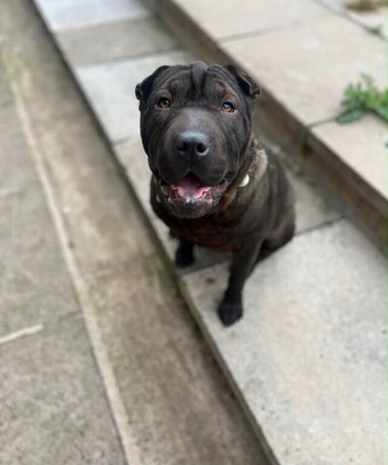 Shar pei