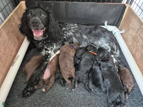 Working Sprocker Spaniels
