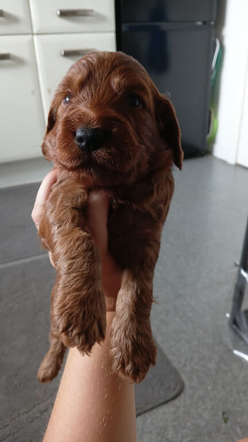 Cockapoo