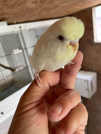 Tame baby budgies