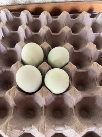 Hatching eggs