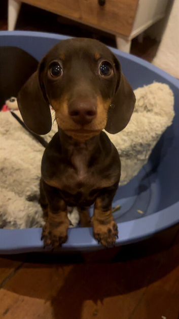 He Beautiful short haired  miniature dachshunds