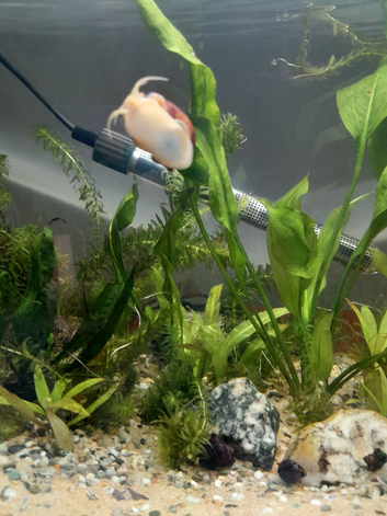 Purple and aubergine mystery snails