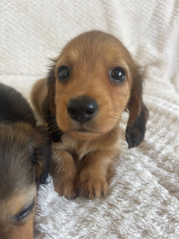 FAMILY RAISED DNA TESTED DACHSHUND