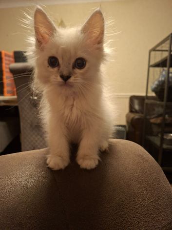 Two beautiful ragdolls