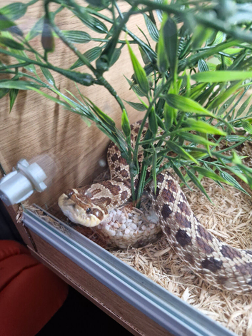 Two beautiful adault female hognose