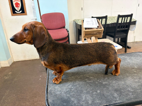 Miniature Smooth Male