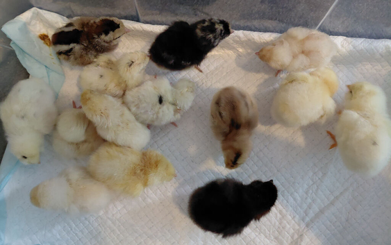 Young chicks