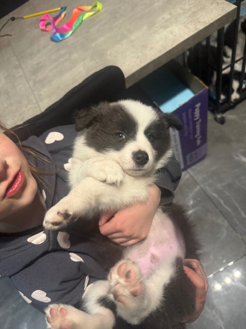 Border collie puppies