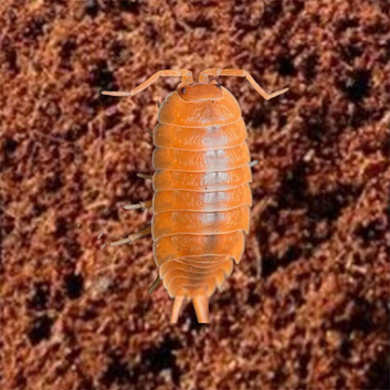 Porcellio laevis 'Orange' &mdash;  FREE UK DELIVERY &mdash; Hardy & Fast Breeding &mdash; Best Value
