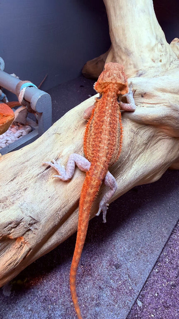 Last 50% Red Monster, GS, dunner, leatherback, hypo, trans baby Bearded Dragon