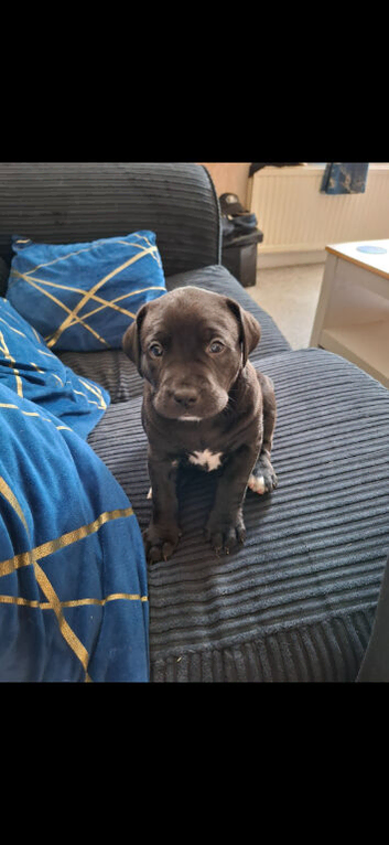 Staffyx labrador puppies for sale